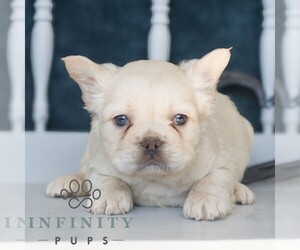 French Bulldog Puppy for sale in GORDONVILLE, PA, USA