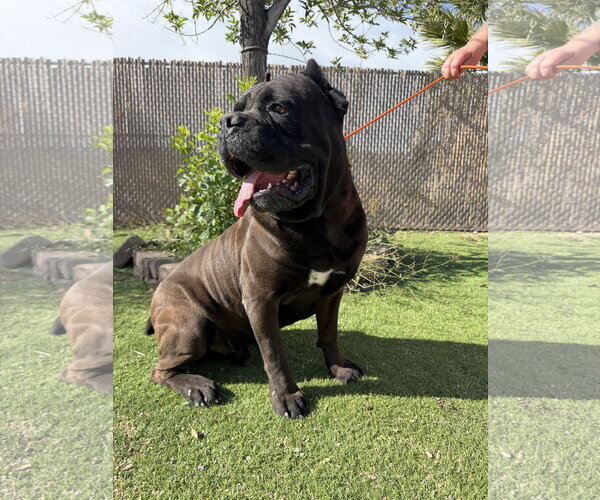 Medium Photo #3 Mutt Puppy For Sale in Goodyear, AZ, USA