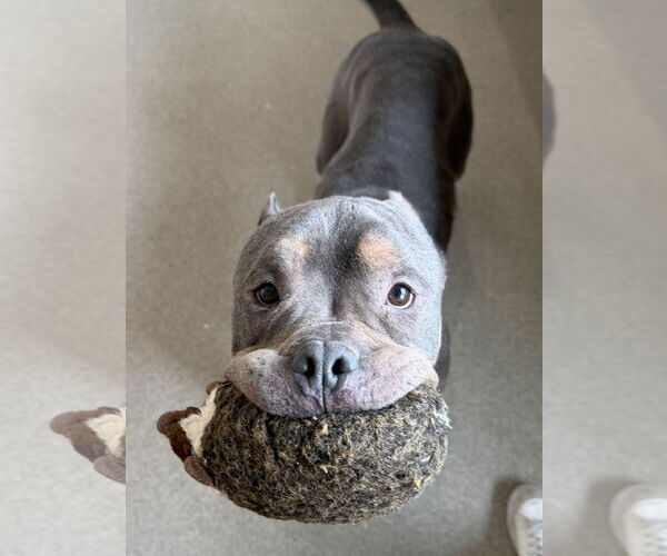 Medium Photo #7 Mutt Puppy For Sale in Jefferson, WI, USA