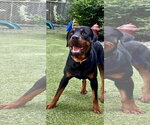 Small Rottweiler
