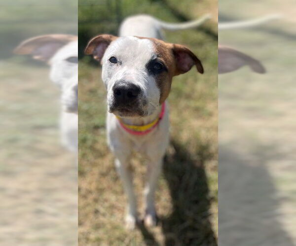 Medium Photo #1 American Pit Bull Terrier-Unknown Mix Puppy For Sale in Augusta, GA, USA