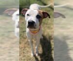 Small American Pit Bull Terrier Mix