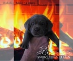 Small Photo #53 Labrador Retriever Puppy For Sale in POCAHONTAS, IL, USA