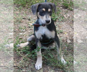 Labrador Retriever-Unknown Mix Dogs for adoption in Bandera, TX, USA