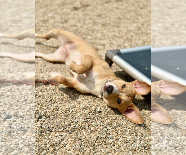 Medium Photo #8 Mutt Puppy For Sale in West Cornwall, CT, USA