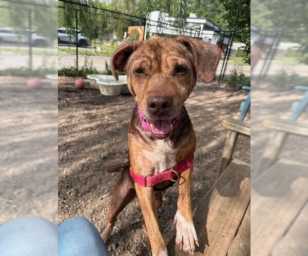 Medium Photo #8 Mutt Puppy For Sale in Elmsford, NY, USA