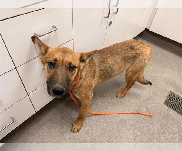 Medium Photo #1 Mutt Puppy For Sale in HESPERIA, CA, USA