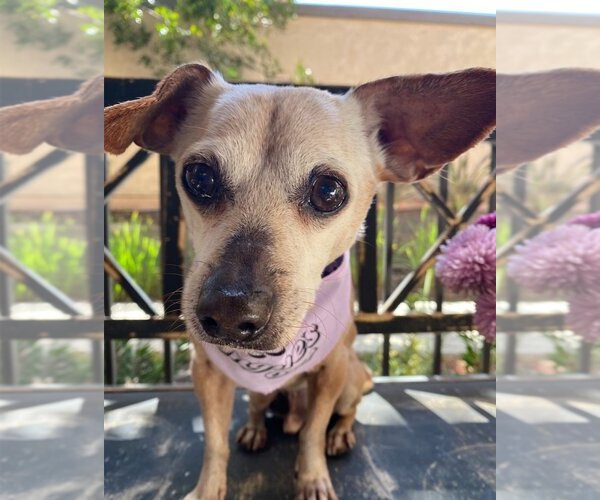 Medium Photo #3 Chihuahua-Unknown Mix Puppy For Sale in Lake Forest, CA, USA