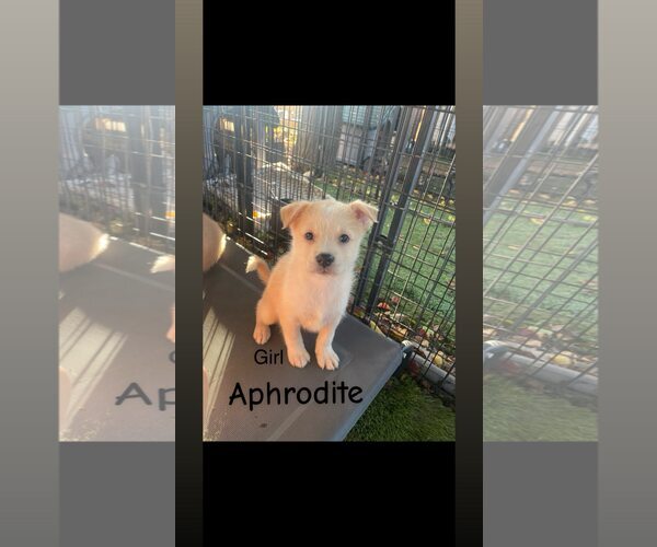 Medium Photo #1 American Pit Bull Terrier-Siberian Husky Mix Puppy For Sale in Turlock, CA, USA