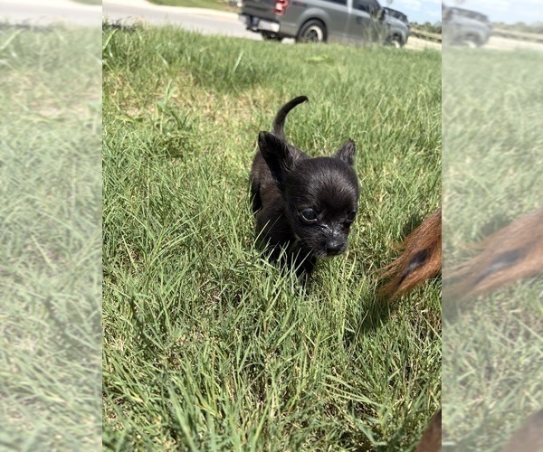 Medium Photo #26 Chihuahua Puppy For Sale in SAN ANTONIO, TX, USA