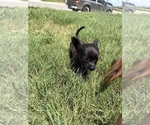 Small Photo #26 Chihuahua Puppy For Sale in SAN ANTONIO, TX, USA