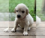 Small #3 Golden Retriever