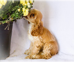 Small Photo #4 Cocker Spaniel Puppy For Sale in WAKARUSA, IN, USA