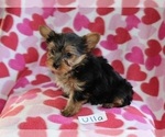 Small Photo #2 Yorkshire Terrier Puppy For Sale in HOPKINSVILLE, KY, USA