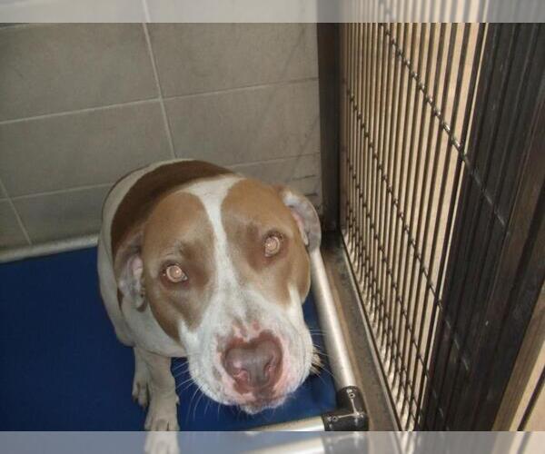 Medium Photo #1 Mutt Puppy For Sale in Burbank, CA, USA