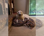 Small #5 Great Pyrenees Mix