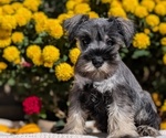 Small #6 Schnauzer (Miniature)