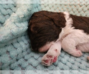 Medium Poodle (Standard)