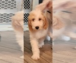 Small Photo #7 Goldendoodle Puppy For Sale in KANSAS CITY, MO, USA