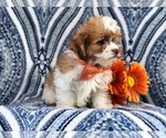 Small Photo #4 Zuchon Puppy For Sale in LAKELAND, FL, USA