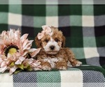 Small Photo #6 Miniature Labradoodle Puppy For Sale in KINZERS, PA, USA