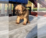 Small #5 Brussels Griffon