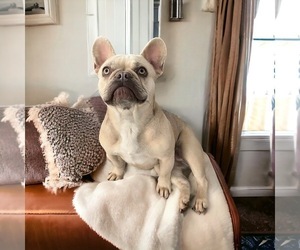 Mother of the French Bulldog puppies born on 04/14/2025