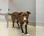 Small Labrador Retriever Mix