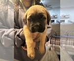 Small Photo #20 Cane Corso-Saint Bernard Mix Puppy For Sale in LIVERMORE, CA, USA