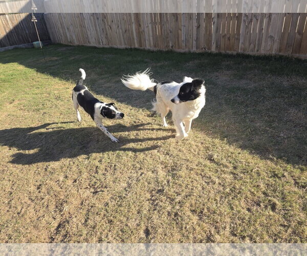 Medium Photo #15 Aussie Pyrenees Puppy For Sale in Houston, TX, USA