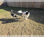 Small Photo #15 Aussie Pyrenees Puppy For Sale in Houston, TX, USA