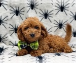 Small Photo #5 Cavapoo Puppy For Sale in LAKELAND, FL, USA