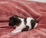 Small Photo #14 Chihuahua Puppy For Sale in MOUNT AIRY, NC, USA