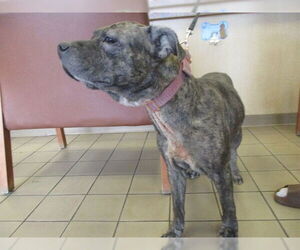 American Pit Bull Terrier Dogs for adoption in Ocala, FL, USA