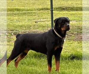 Mother of the Rottweiler puppies born on 07/27/2023