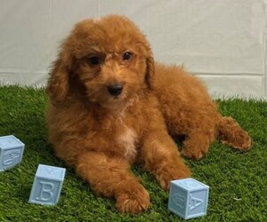 Goldendoodle (Miniature) Puppy for sale in STUART, FL, USA
