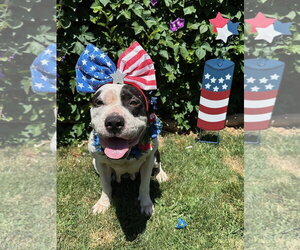 Clarabelle - Female American Pit Bull Terrier-Unknown Mix Dog for Adoption - Photo #11