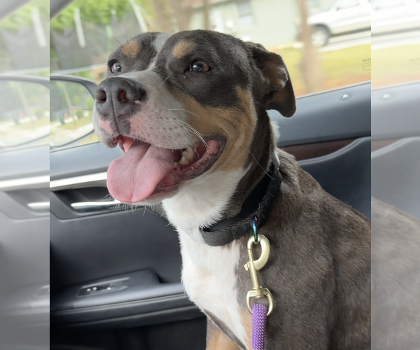 Medium Photo #3 American Bulldog-American Staffordshire Terrier Mix Puppy For Sale in Decatur, GA, USA