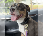Small #2 American Bulldog-American Staffordshire Terrier Mix