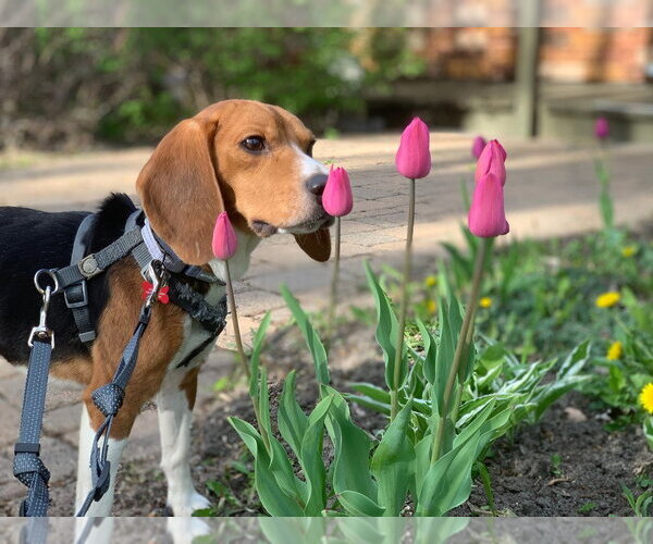 Medium Photo #2 Beagle Puppy For Sale in Andover, MN, USA