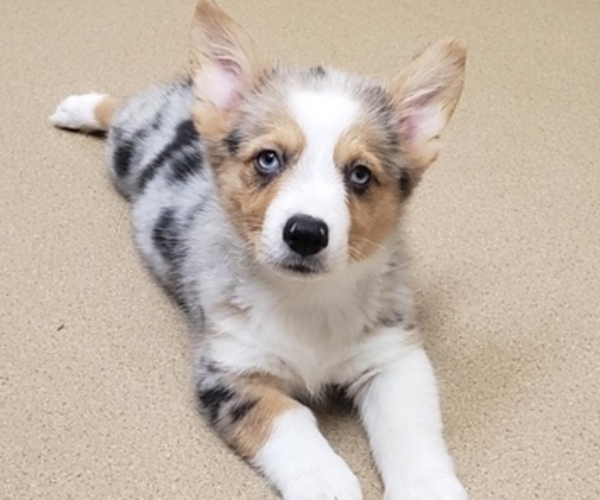 Medium Photo #1 Pembroke Welsh Corgi Puppy For Sale in MILTON, WI, USA