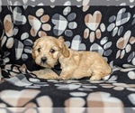 Small Photo #4 Cavachon Puppy For Sale in AIRVILLE, PA, USA