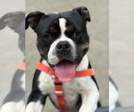 Small #3 American Bulldog