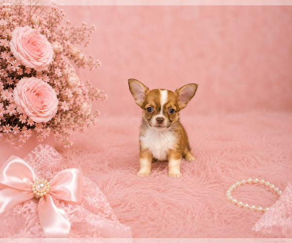 Medium Photo #1 Chihuahua Puppy For Sale in CAPE CORAL, FL, USA
