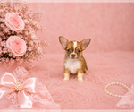 Financing - Female Chihuahua Puppy for Sale - Small photo
