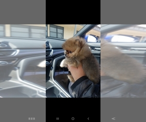 Pomeranian Puppy for sale in LATHROP, CA, USA