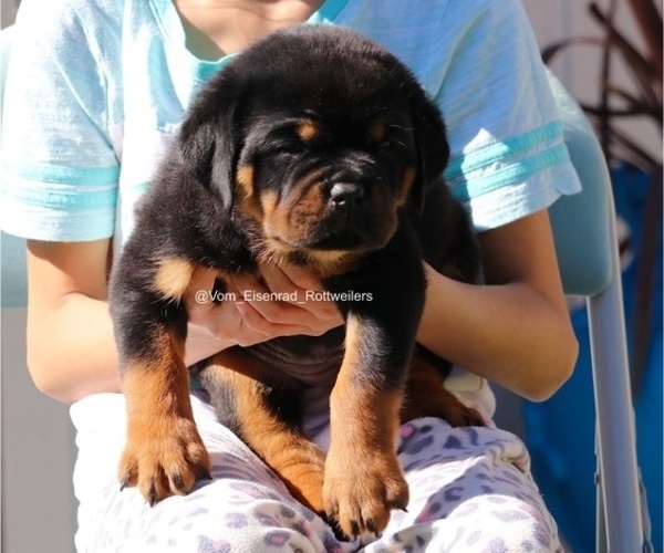 Medium Photo #15 Rottweiler Puppy For Sale in FONTANA, CA, USA