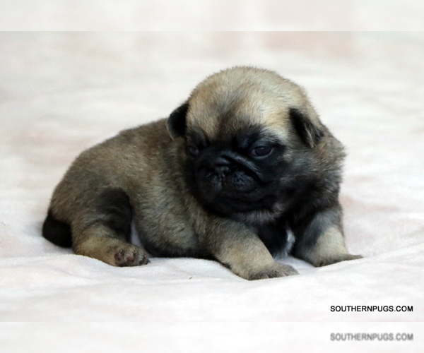 Medium Photo #3 Pug Puppy For Sale in WINNSBORO, TX, USA