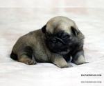 Small #1 Pug