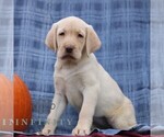 Small #2 Labrador Retriever